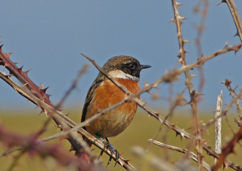 Stonechat - 15-04-2013