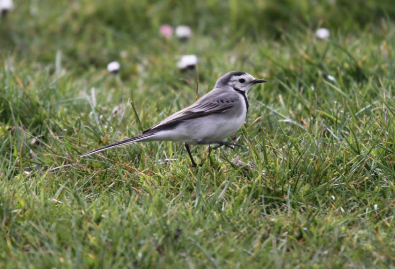 Pied/White Wagtail - 18-04-2013