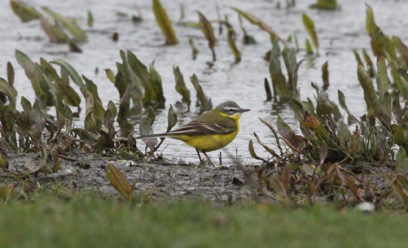 Blue-headed Wagtail - 18-04-2013