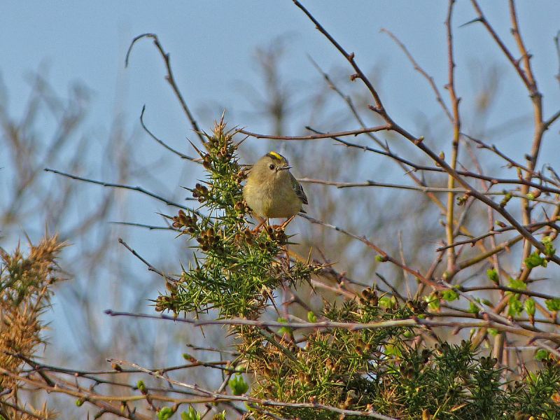 Goldcrest - 21-04-2013