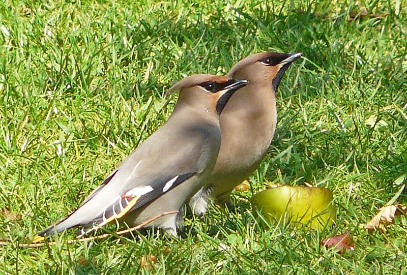 Waxwing - 25-04-2013