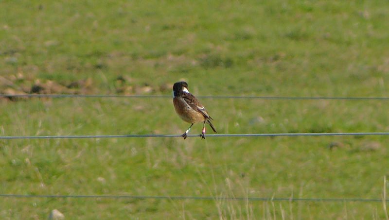 Stonechat - 26-04-2013