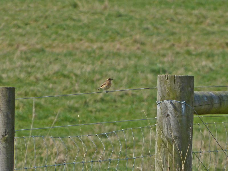 Whinchat - 27-04-2013