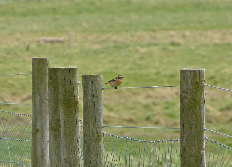 Whinchat - 29-04-2013