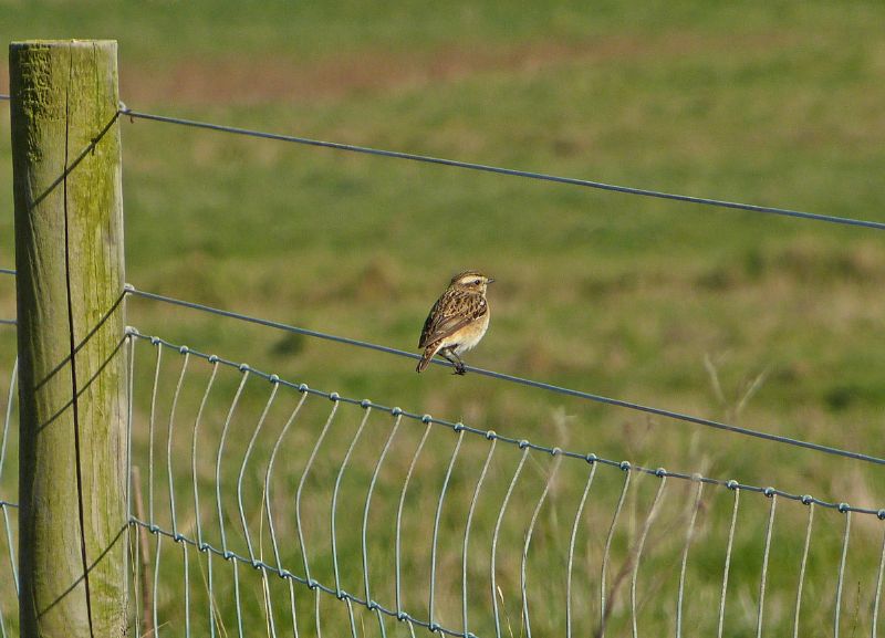 Whinchat - 02-05-2013