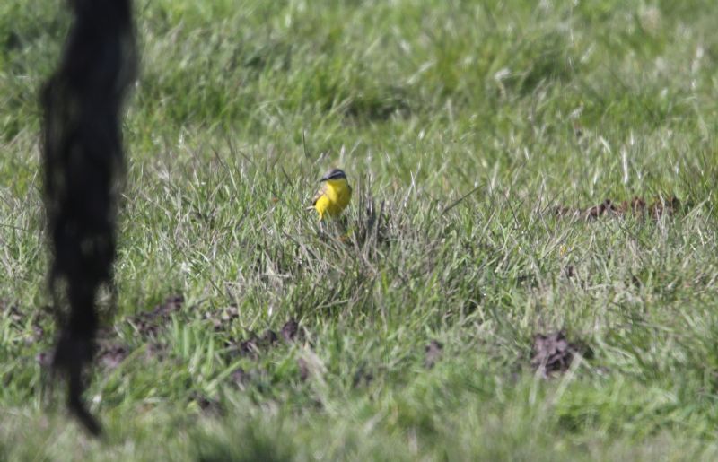 Blue-headed Wagtail - 06-05-2013