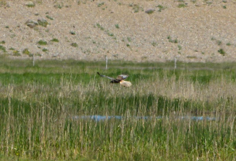 Red Kite - 03-06-2013