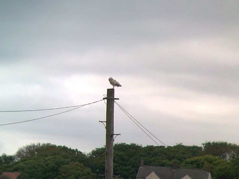 Barn Owl - 05-06-2013