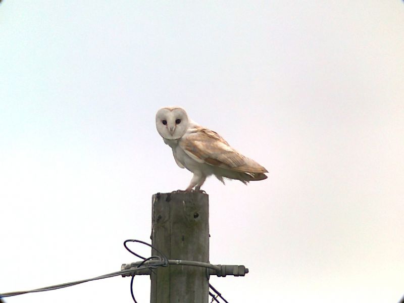 Barn Owl - 05-06-2013