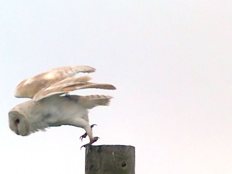 Barn Owl - 05-06-2013