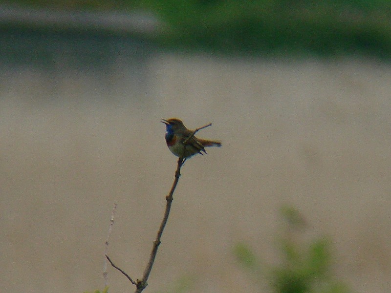 Bluethroat - 10-06-2013