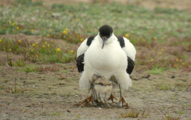 Avocet - 24-06-2013