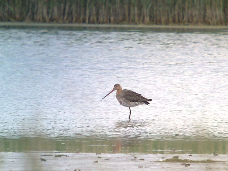 Black-tailed Godwit - 24-06-2013