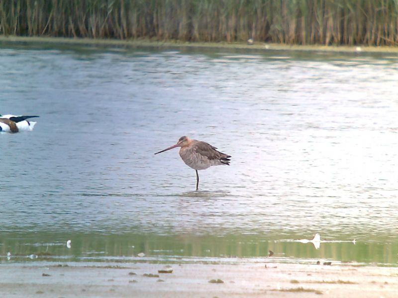 Black-tailed Godwit - 24-06-2013