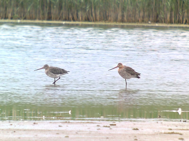 Black-tailed Godwit - 24-06-2013