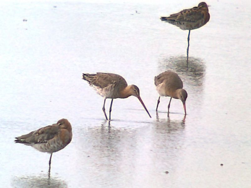 Black-tailed Godwit - 26-06-2013