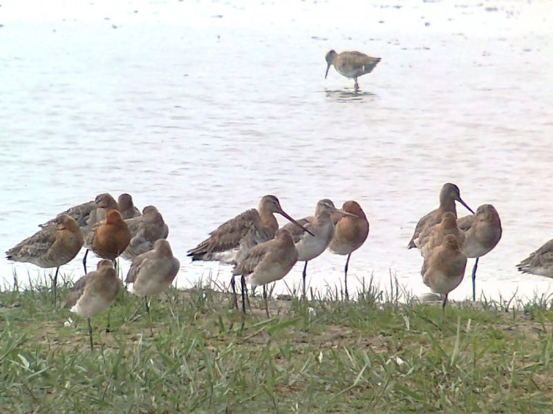 Black-tailed Godwit - 26-06-2013