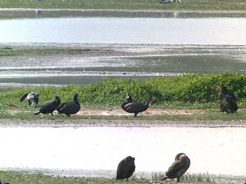 Cormorant - 26-06-2013