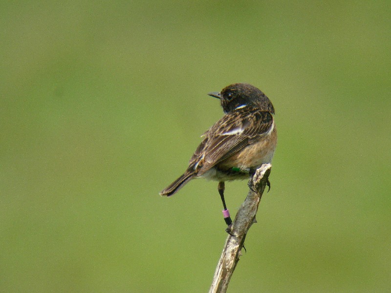 Stonechat - 30-06-2013