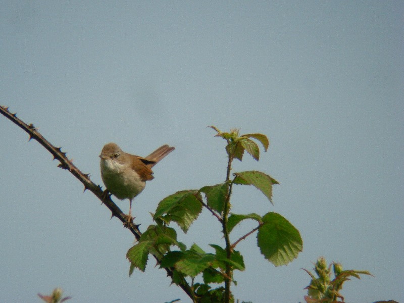 Whitethroat - 30-06-2013