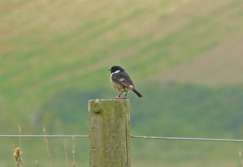 Stonechat - 08-07-2013