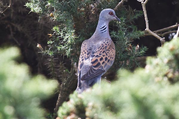 Turtle Dove - 16-07-2013