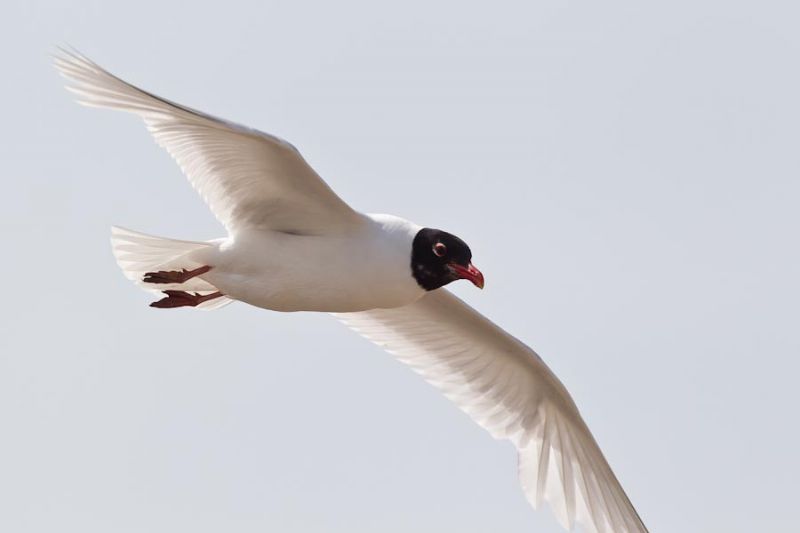 Mediterranean Gull - 16-07-2013