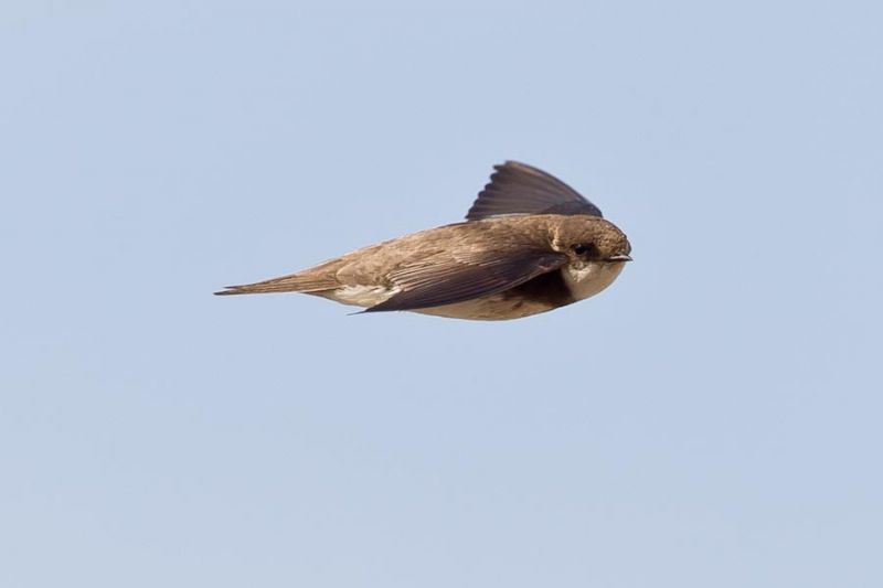 Sand Martin - 16-07-2013