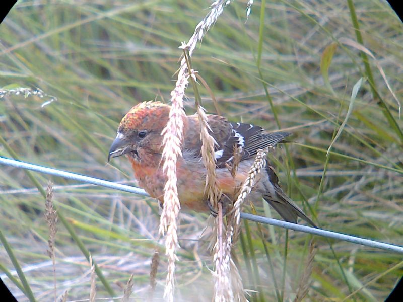 Two-barred Crossbill - 20-07-2013