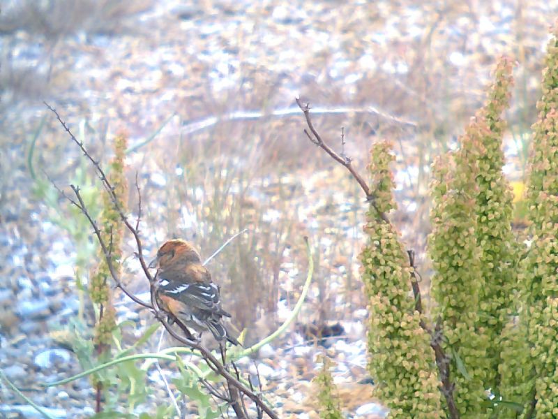 Two-barred Crossbill - 20-07-2013