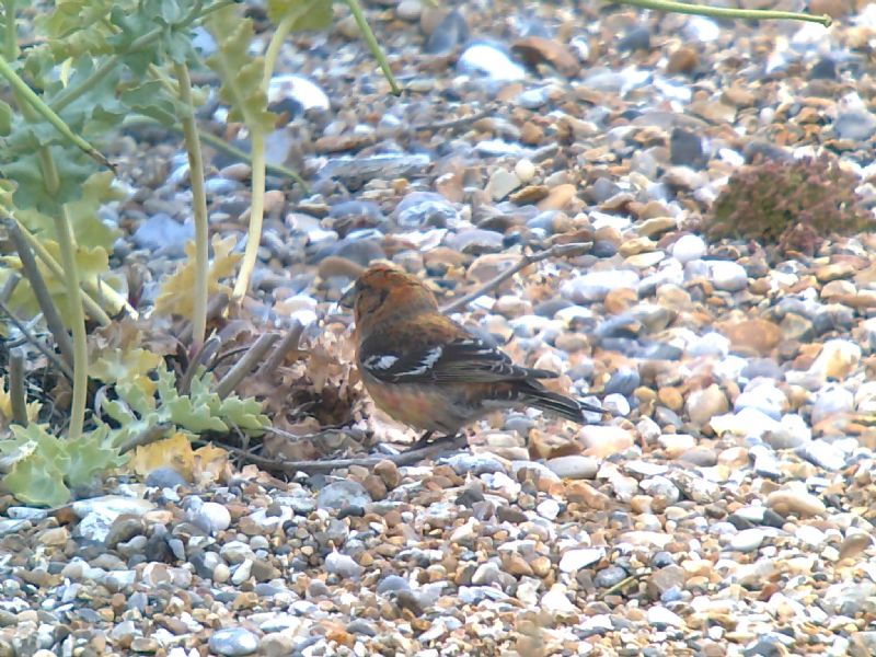 Two-barred Crossbill - 20-07-2013