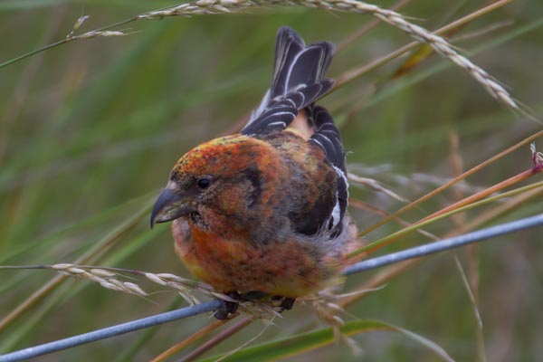 Two-barred Crossbill - 20-07-2013