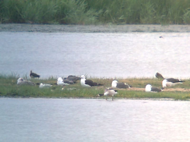 Lesser Black-backed Gull - 20-07-2013