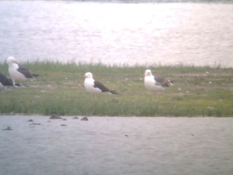 Lesser Black-backed Gull - 20-07-2013