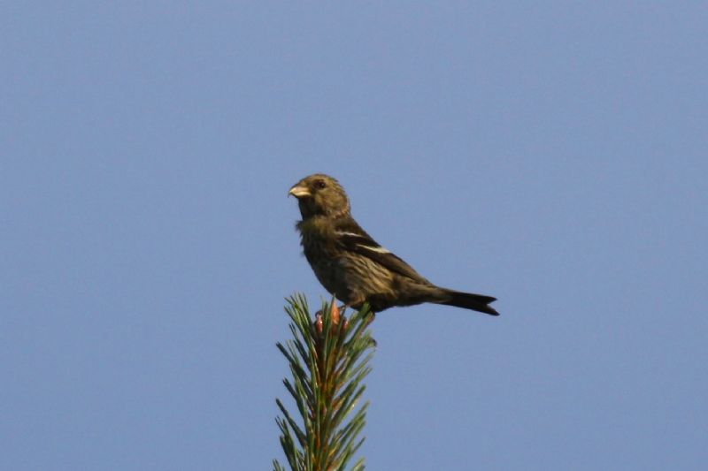 Two-barred Crossbill - 22-07-2013