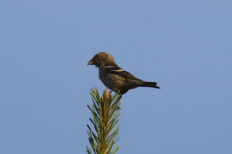 Two-barred Crossbill - 22-07-2013