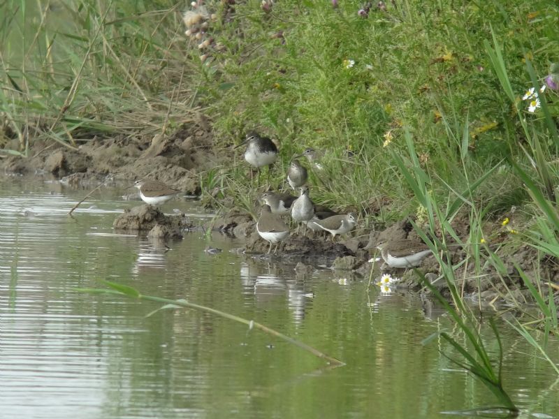 Common Sandpiper - 23-07-2013