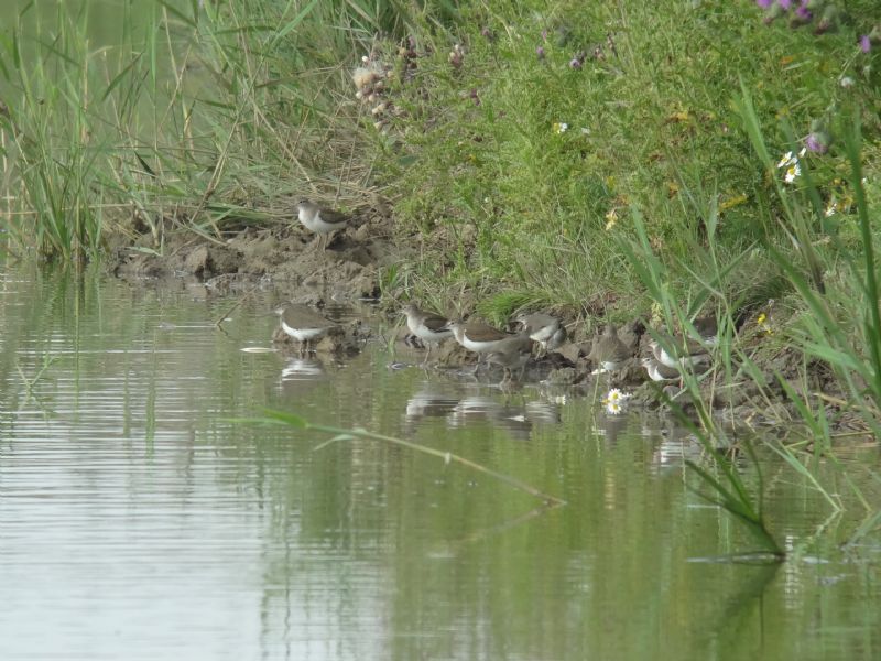 Common Sandpiper - 23-07-2013