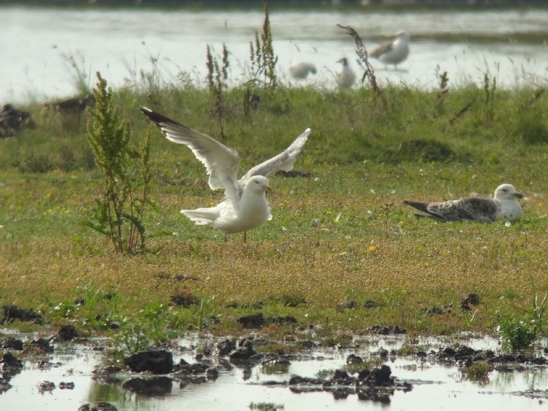 Common Sandpiper - 23-07-2013