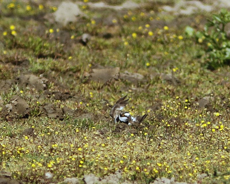 Little Ringed Plover - 25-07-2013