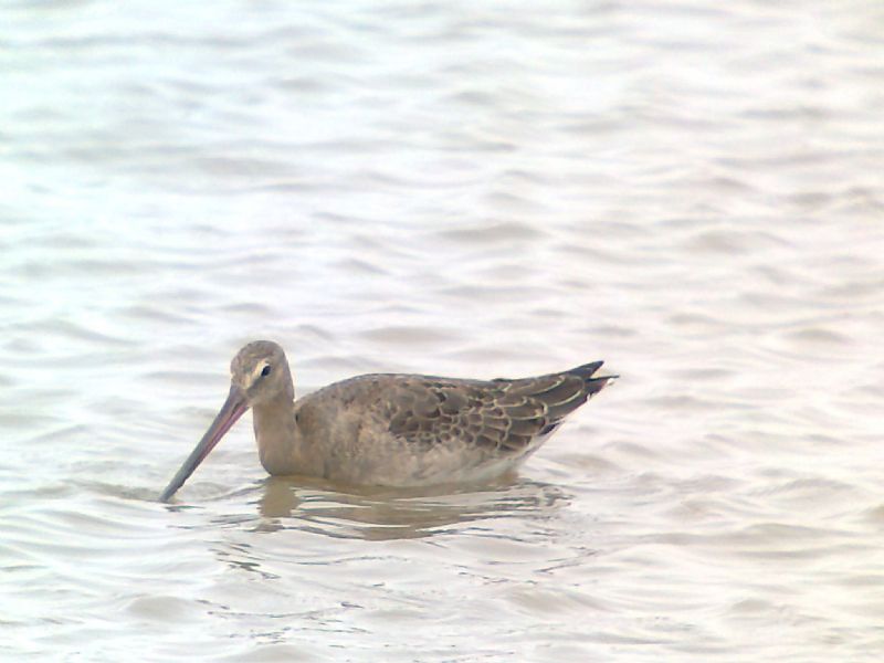 Black-tailed Godwit - 27-07-2013