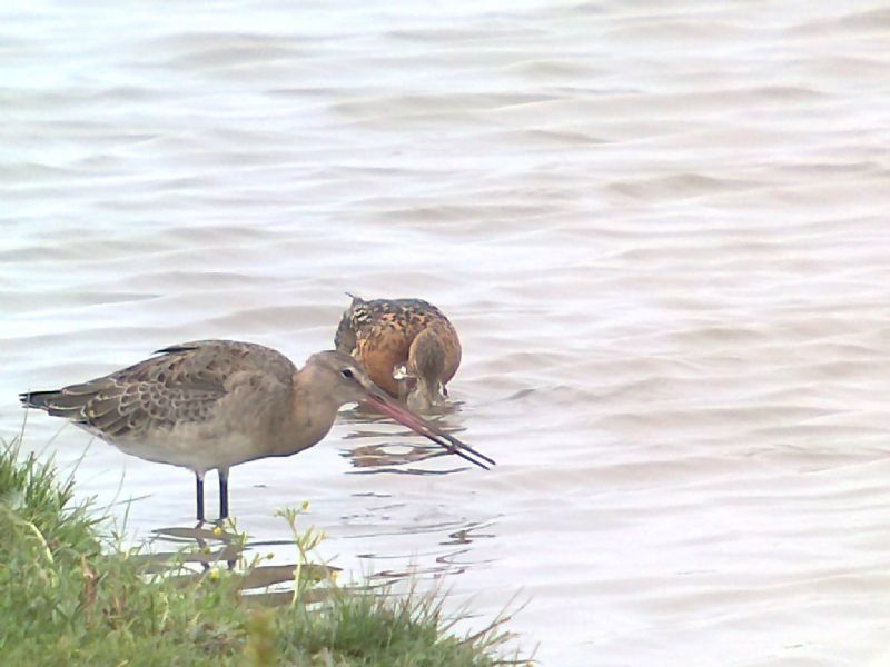 Black-tailed Godwit - 27-07-2013