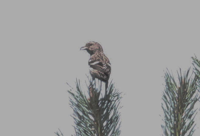 Two-barred Crossbill - 26-07-2013