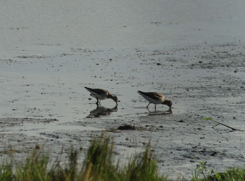 Wood Sandpiper - 29-07-2013