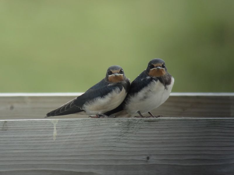 Swallow - 29-07-2013