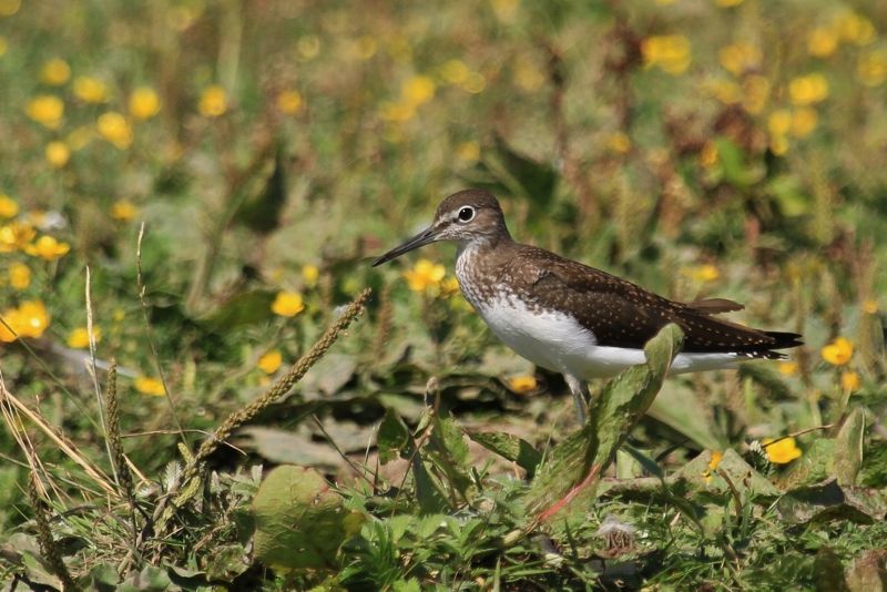 Green Sandpiper - 08-08-2013