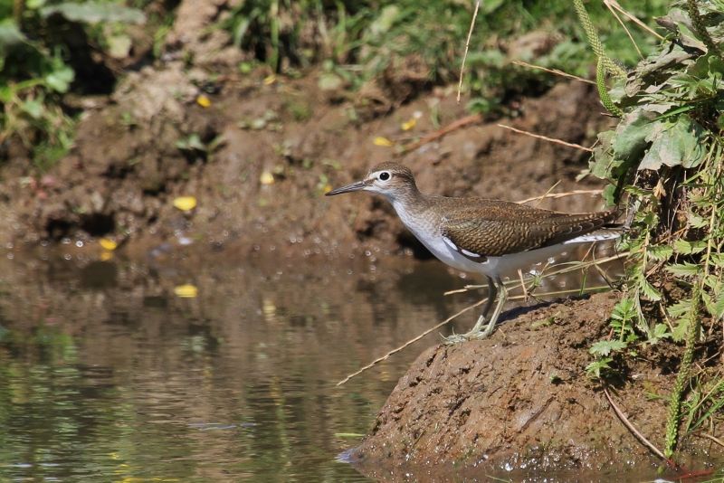 Common Sandpiper - 08-08-2013