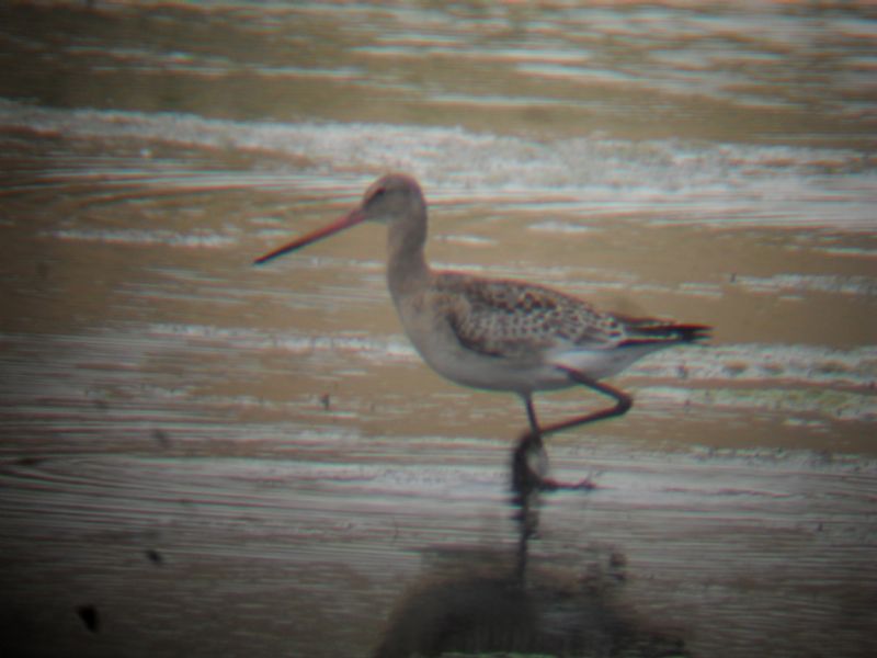 Black-tailed Godwit - 07-08-2013