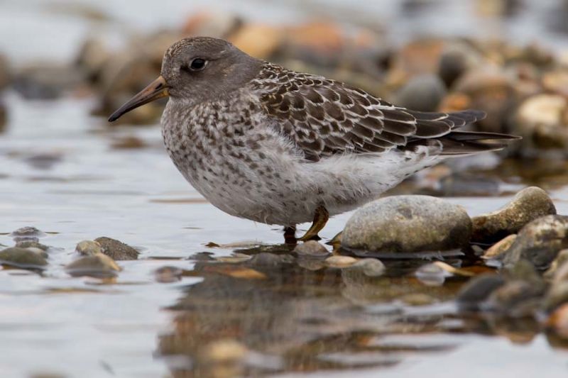 Purple Sandpiper - 10-08-2013