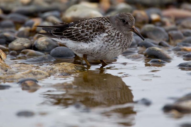 Purple Sandpiper - 10-08-2013